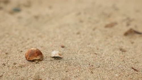 Hermit Crabs Hiding in Shells Crawling Across Sandy Beach in Close Up View