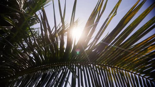 Sunlight Filtering Through Tropical Palm Tree Leaves