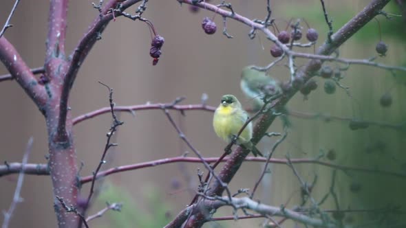 Two lesser goldfinches in a tree, Nature Stock Footage ft. nature ...