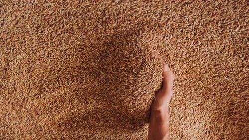 Hand Moves Through Pile of Grains