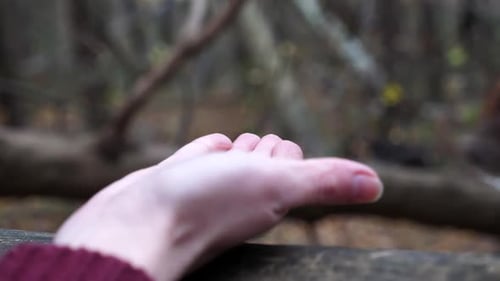 Squirrel eating seeds from a person's hand