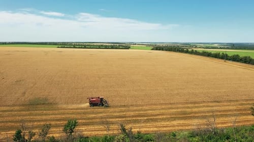 Aerial Drone View Harvester Working in Wheat Field Harvesting Combine Machine Cutting Cultivated