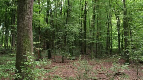 Jeune forêt verte avec des arbres denses et une végétation fraîche