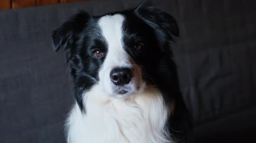 Funny Portrait of Puppy Dog Border Collie Sitting on Couch Indoor