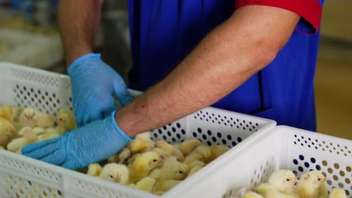 Worker Handling Baby Chicks in Poultry Farm