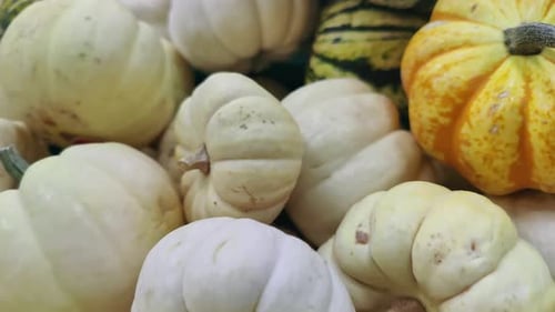 Display of Small White Pumpkins and Gourds