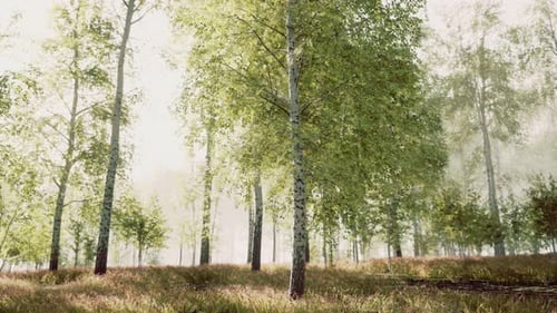 Sunset or Dawn in a Spring Birch Forest with Bright Young Foliage