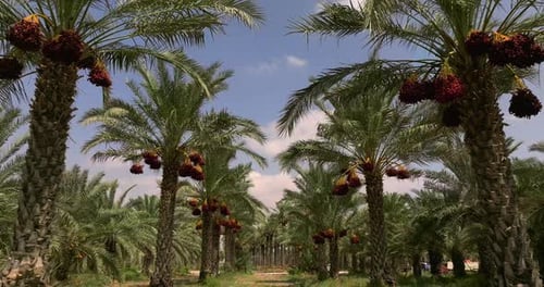 Date palm trees with clusters of ready for harvest Dates and blue cloudy sky in the background.