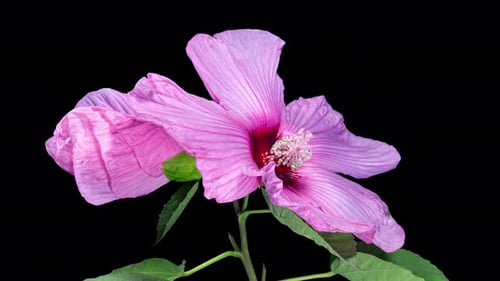 Hibiscus Flower Blossom Time Lapse on Black Background