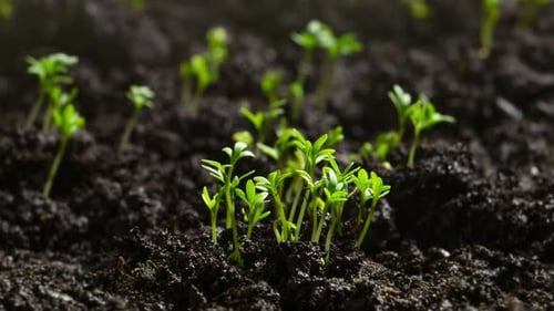Growing Plants in Time Lapse Sprout Germination at Spring Green Seedling in Soil Agriculture Concept