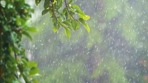 Starker Regen auf einem Baum