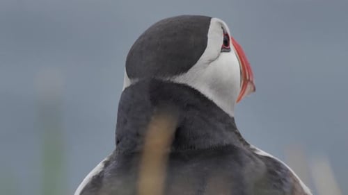 Close up of a puffin in Iceland on a windy day moving its colorful beak
