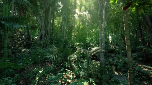 Journey Through Lush Tropical Jungle Forest with Sun Rays