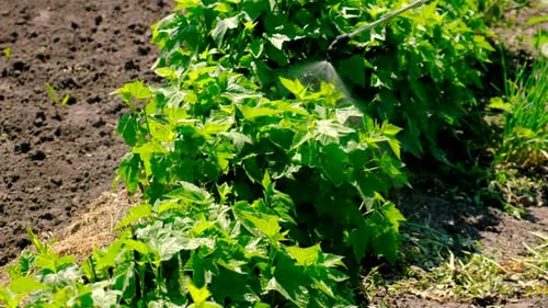 Spray Plants Against Diseases and Pests Selective Focus