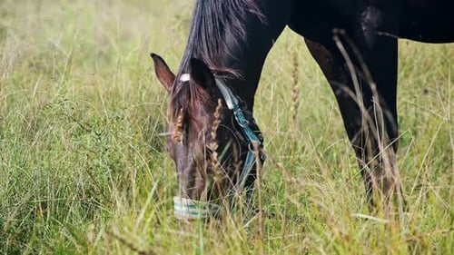 Horse Grazing in a Lush Green Field