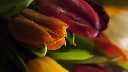 Colorful Tulips with Water Droplets Close Up