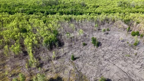 Aerial Wetland Showing Dead Trees and Green Mangroves