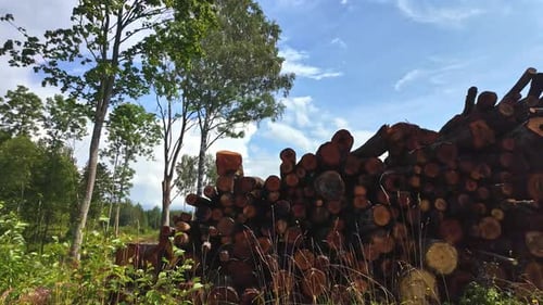 Wood pile inside forest, deforestation tree log lumber trunks bole stump