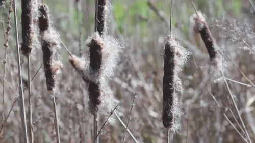 Great or Bulrush, Typha latifolia, seed heads in early Spring. UK