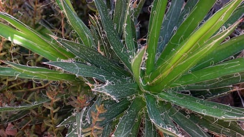 Gros plan : cactus vert épineux, aloe vera, poussant dans le jardin