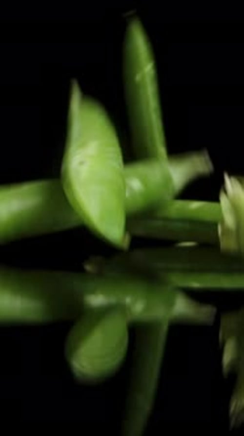 Vertical video. Fresh Green Peas, Pods falling from above on a black background, slow motion