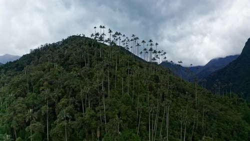 Aerial drone view of Cocora Valley, Salento, Colombia. Flying over the tallest wax palm trees in the
