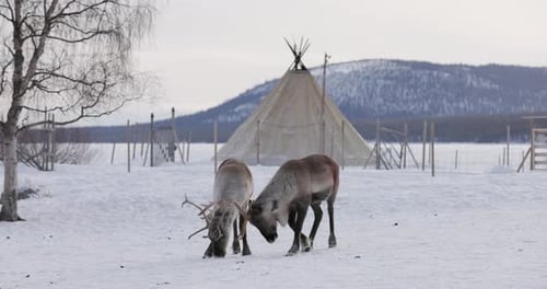 Reindeer at the Sami village, Lapland