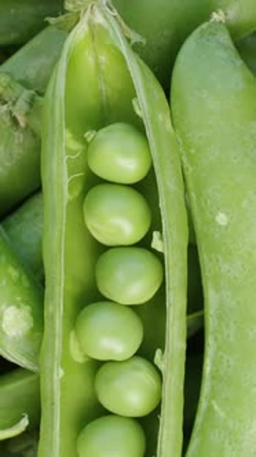 Vertical video. Opened Pea Pod with Green Peas inside, top view rotating close-up. Pile of peas.