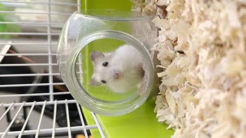Cute White Hamster Inside Spherical Enclosure