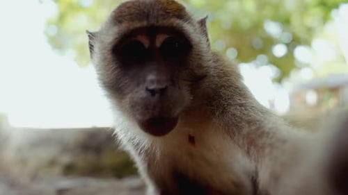 Adorable Monkey Curiously Observing The Camera Up Close