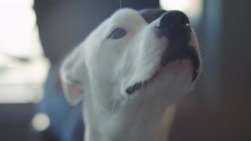 Close Up of Black and White Dog Snout