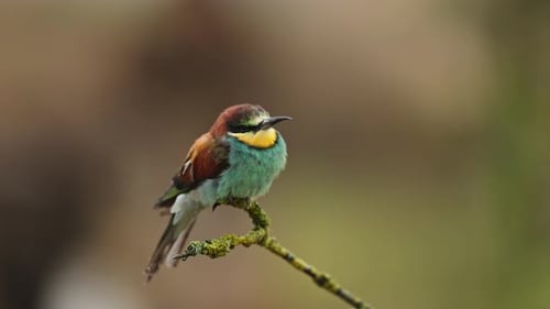 Close up of a beautifully colored and long beaked bee eater bird sitting on a small branch looking a