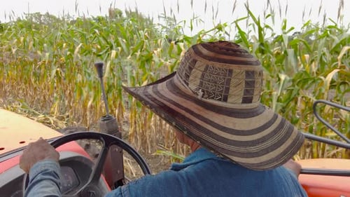 Tractor driver in corn crop, rear view, sunny day.