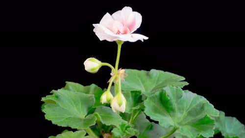 Time lapse of flower blooming on black background