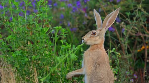 Cape hare eating alfalfa grass