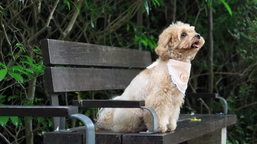 Cute Little Cockapoo Puppy Sitting on Park Bench