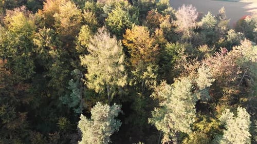 Aerial view of a forest in beautiful fall colors.