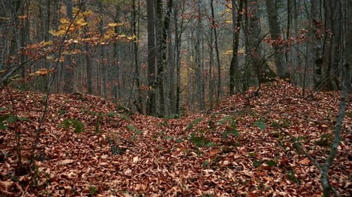 Autumn Forest Gimbal Walk