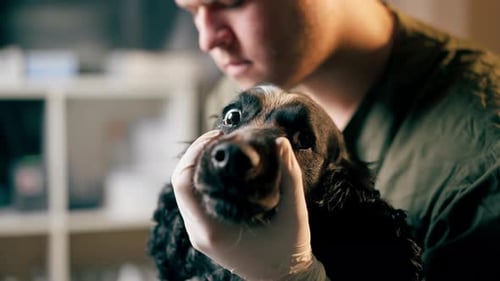 Close Up in a Veterinary Clinic a Veterinarian Doctor Holds a Black Spaniel By the Muzzle