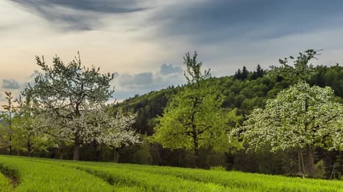 Die Abendsonne am bewölkten Himmel beleuchtet ein hügeliges Tal mit blühenden Obstgärten, Wiesen und Wäldern.