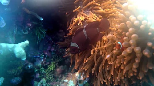 Anemonefish use an anemone for shelter.