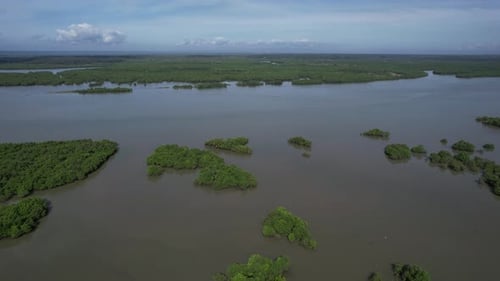 Mangrove Forest