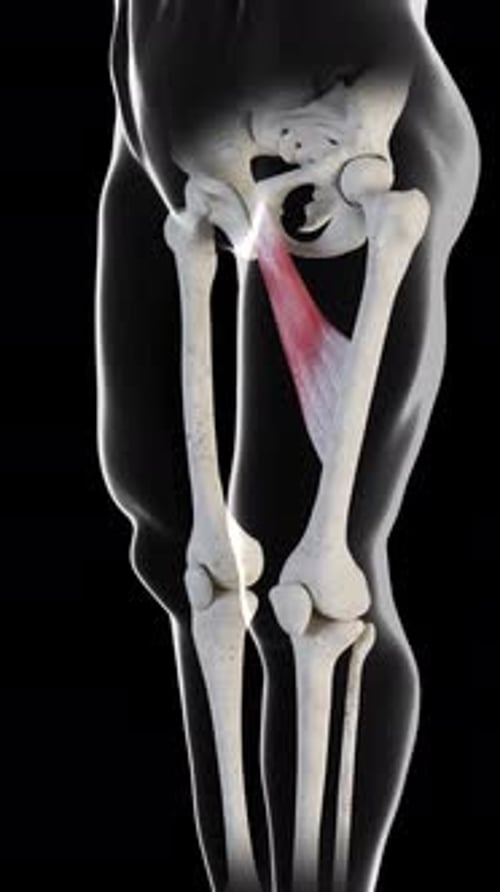 Adductor Longus Muscle Movement Side View Vertical Video