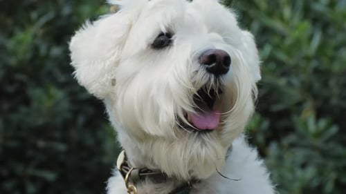 Fluffy White Dog Panted Outside in the Daytime