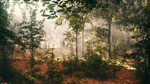 Sunlight Filtering Through Trees in a Lush Forest
