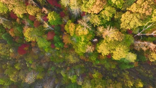View From Above of Colorful Woods with Yellow and Orange Canopies in Autumn Forest on Sunny Day