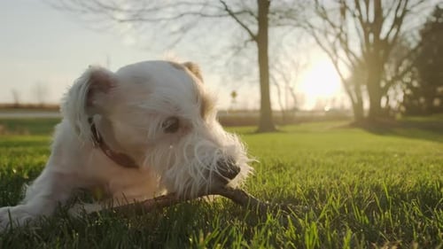 Happy Dog Chews on Stick in Golden Sunlight