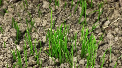 Green Shoots Emerging from Dark Soil