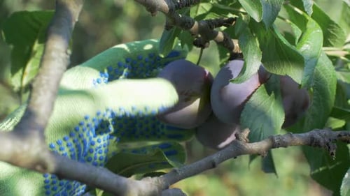 Bauern ernten von Hand saftige Pflaumen vom Baum in Früchten