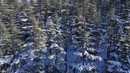Drohnenblick auf verschneite Pinien und eiskalte Berge